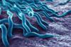 Anaplasmosis_bacteria