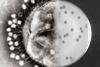 Bacteriophages_at_work