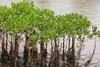 Mangroves_in_Kannur,_India