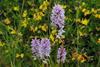 Low-Res_Common spotted orchid_2_John Haggar Hardy Orchid Society