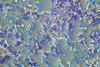 Eubacteria_(26_2_87)_Bacillus_subtilis;_spores_stained_green