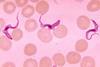 Trypanosoma_sp._PHIL_613_lores_(cropped)