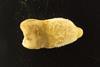 Low-Res_bolivia_2730_tooth02