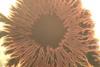 Beautiful_eye_shaped_Bacillus_subtilis_bacterial_growth_under_the_microscope_14
