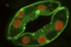 Plant_stoma_guard_cells (1)