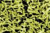 ClostridiumDifficile