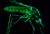 Low-Res_Image_Malaria Thumbnail.jpg
