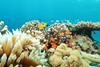 Low-Res_Coral Reef 2 Credit Maoz Fine