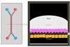 Low-Res_Cervix Chip Illustration