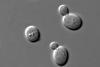 600px-S_cerevisiae_under_DIC_microscopy (1)