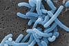 Lactobacillus_paracasei