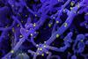 Novel_Coronavirus_SARS-Cov-2_(50010746961)