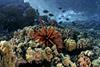 Low-Res_coral reef red urchin Credit Andre Seale