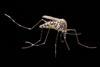 Aedes_aegypti_(14717750942)