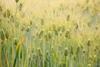 Low-Res_Barley_(Hordeum_vulgare)_-_United_States_National_Arboretum_-_24_May_2009