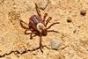 Dermacentor_occidentalis_-Harmony_Headlands_State_Park,_California,_USA-8