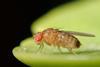 Drosophila_melanogaster_53362116