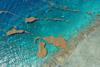 Aerial_view_of_Sargassum_rafts_floating_near_the_reef_crest_in_coastal_waters_of_La_Parguera,_Lajas,_Puerto_Rico