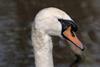 960px-Mute_swan_(Cygnus_olor)_head