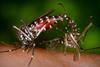 Aedes albopictus mosquitoes