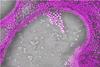 Low-Res_bacteria
