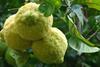Starr_061105-1366_Citrus_limon
