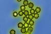 Low-Res_flu particles.jpg