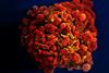 HIV-infected_H9_T_Cell_