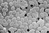 Entercoccus_sp2_lores (1)