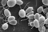 Chlamydomonas6-1