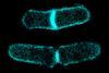 Fission yeast division