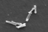 Clostridium difficile_EM