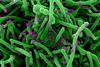 Novel_Coronavirus_SARS-Cov-2_(50010217143) (1)