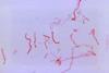 15232_lores
