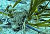 Low-Res_Transplantation Herbiers A.Boulenger (1)