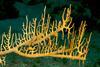 Millepora_sp._(Encrusting_Fire_Coral)