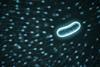 Gemini_Generated_Image_elb8knelb8knelb8