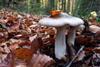 Low-Res_Clitocybe