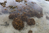 Low-Res_2025-07-coral.surface(2)