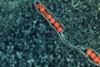 West_Nile_Virus_(52273319797)