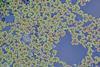 Azolla_rubra_jeremy_rolfe_cc_by_01