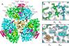 Low-Res_Anthocerotibacter panamensis