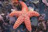 Sea_star_at_low_tide