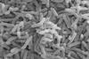 Cholera_bacteria_SEM
