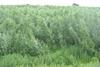A_biomass_crop_of_willow_-_geograph.org.uk_-_856419 (1)