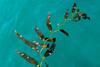 Seaweed floating in water