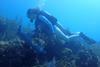 Low-Res_Coral paper May 2025