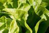 green-1710328_960_720
