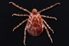 Longhorned_tick_(Haemaphysalis_longicornis)