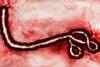 The_zoomed_out_ebolavirus_of_the_DRC_2026_OUTBREAK.webp